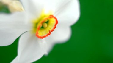 Büyüyen çiçekler ve koku nergis bahar