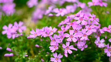 Küçük çiçek açan phlox ile pembe çiçekler 