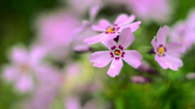 Küçük çiçek açan phlox ile pembe çiçekler 