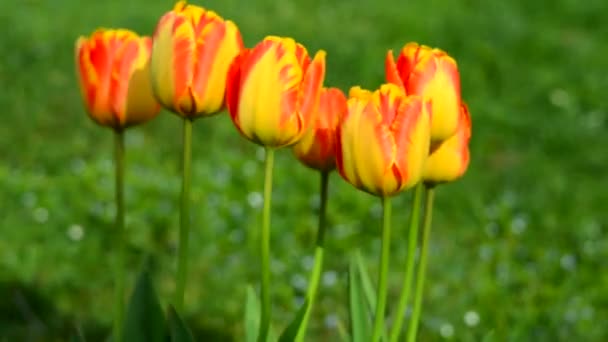 Delicate soft tulips bloom — Stock Video