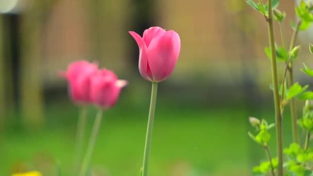 Delicados tulipanes suaves florecen — Vídeo de stock