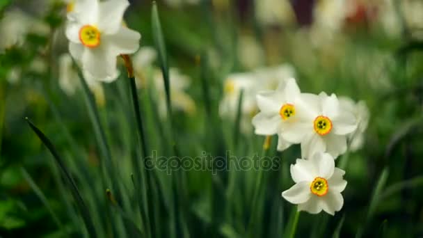 Narcisos flores de primavera creciendo y oliendo — Vídeos de Stock
