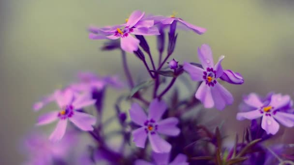 Flores pequenas florescendo phlox rosa com — Vídeo de Stock