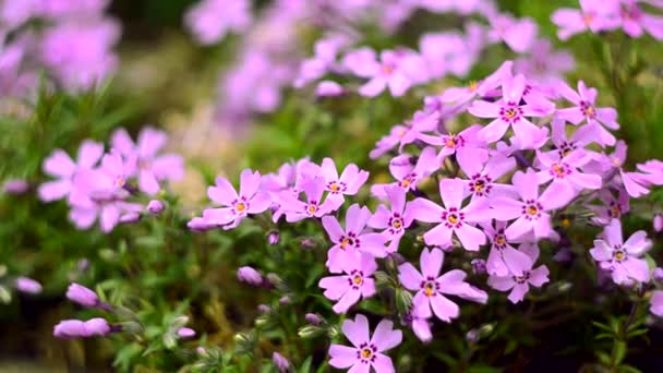 Λίγα λουλούδια ανθισμένα phlox ροζ με — Αρχείο Βίντεο