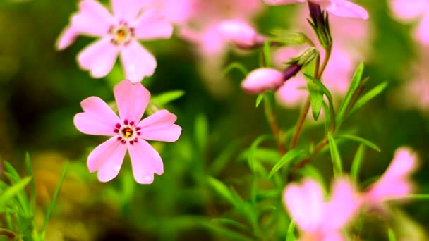 Weinig bloemen bloeiende phlox roze met — Stockvideo