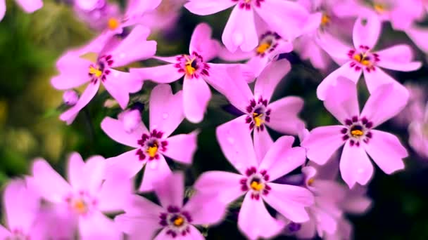 Weinig bloemen bloeiende phlox roze met — Stockvideo