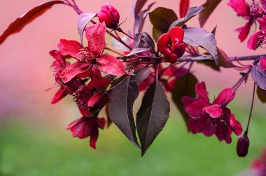Bahar çiçek cennet elması açık havada 