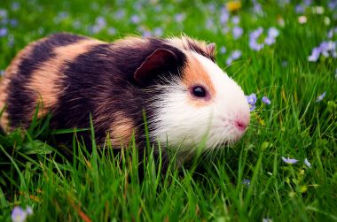 Kobay temiz havada yürür ve yemek yer. 