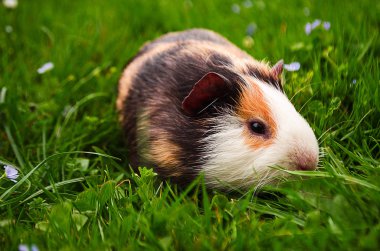 Kobay temiz havada yürür ve yemek yer. 