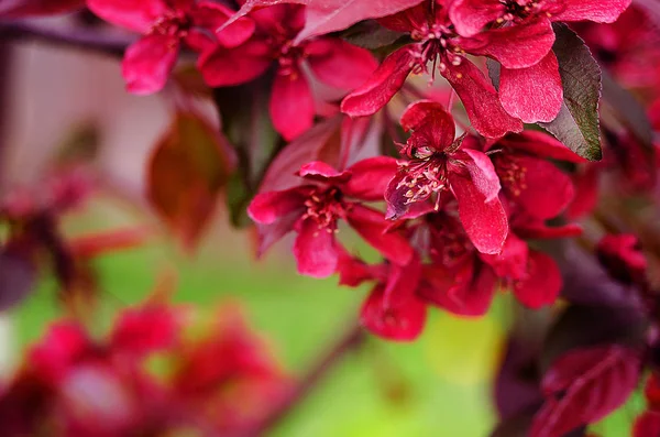 Flori de primăvară paradis mere în aer liber — Fotografie, imagine de stoc
