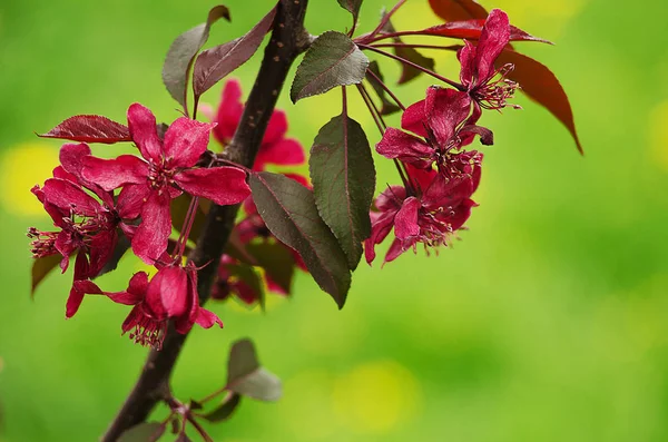 Primavera flor paraíso manzana al aire libre — Foto de Stock