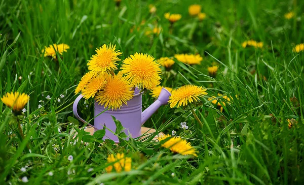 Sarı küçük çiçekler dandelions açık havada bahar büyümek 