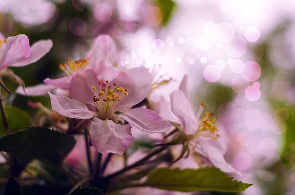 Rosa delicada y fragante flor de manzana en primavera — Foto de Stock