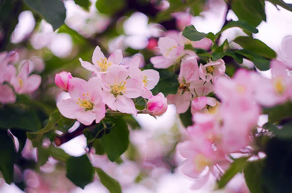 春天的粉红色精致芬芳的苹果花 — 图库照片