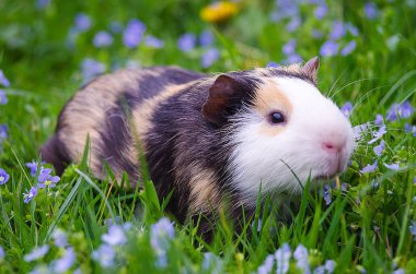 Kobay temiz havada yürür ve yemek yer. 
