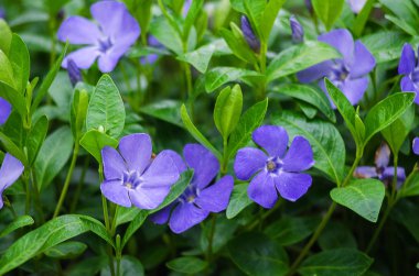 Deniz salyangozu mavi çiçekler baharda güzel 