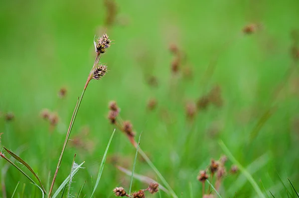 Зеленый стебель травы растет на открытом воздухе — стоковое фото