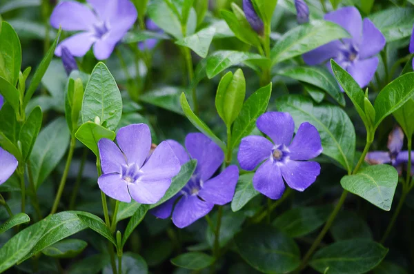 Las flores azules periwinkle son hermosas en primavera — Foto de Stock