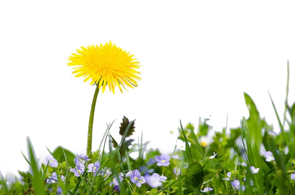 Pequeñas flores amarillas dientes de león crecen al aire libre — Foto de Stock