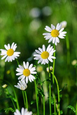 Yaz yumuşak beyaz papatya çiçek 