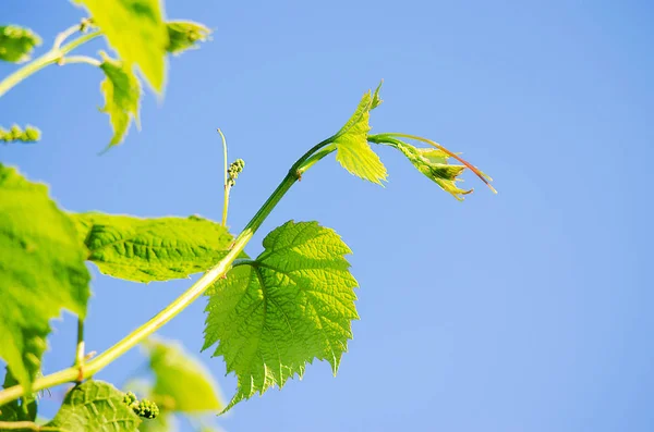 Fiatal zöld levelek közeli szabadtéri tavaszi — Stock Fotó