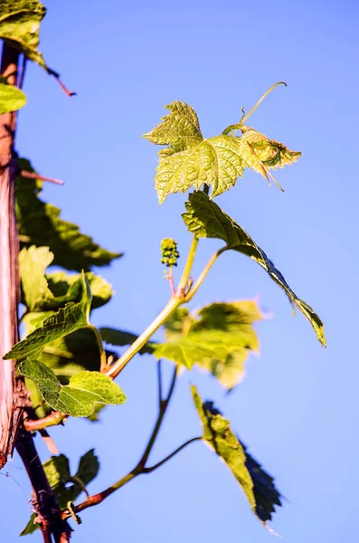 Unga gröna blad närbild utomhus våren — Stockfoto