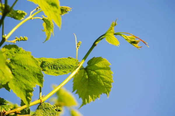 Μικρά πράσινα φύλλα γκρο πλαν εξωτερική άνοιξη — Φωτογραφία Αρχείου