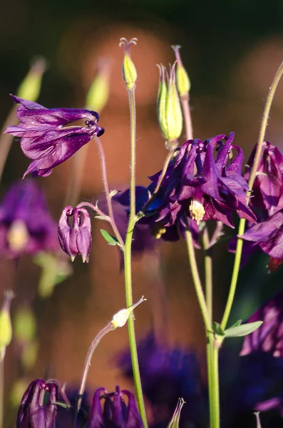 Jó magas columbine virágok tavaszi szabadföldi — Stock Fotó