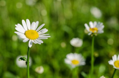 Yaz yumuşak beyaz papatya çiçek 