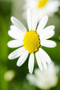 Yaz yumuşak beyaz papatya çiçek 