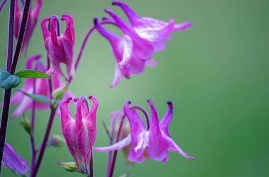 Açık büyüyen iyi yüksek columbine çiçekler bahar