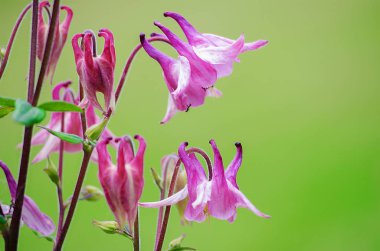 Açık büyüyen iyi yüksek columbine çiçekler bahar