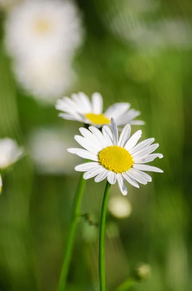 Las margaritas blancas suaves florecen en verano — Foto de Stock