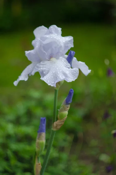 Hoge en grote bloemen irissen buitenshuis — Stockfoto