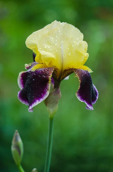Große und große Blumen Iris im Freien — Stockfoto