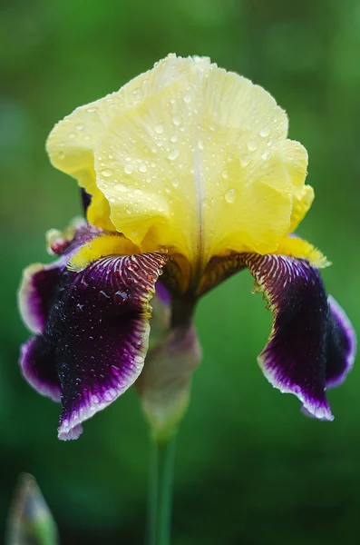 Lång och stor blommor Iris utomhus — Stockfoto
