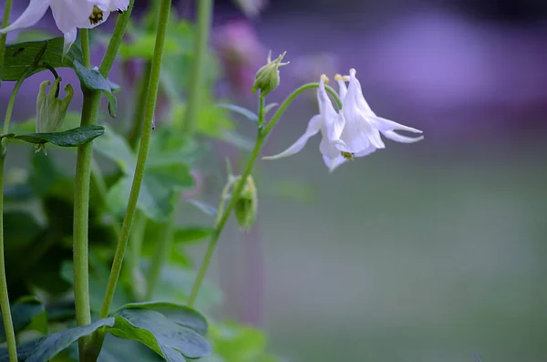 Buenas flores de columbina alta primavera crecimiento al aire libre — Foto de Stock