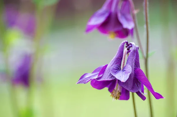 Dobré vysoké columbine květiny jarní Venkovní pěstování — Stock fotografie