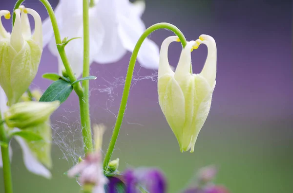Buenas flores de columbina alta primavera crecimiento al aire libre — Foto de Stock