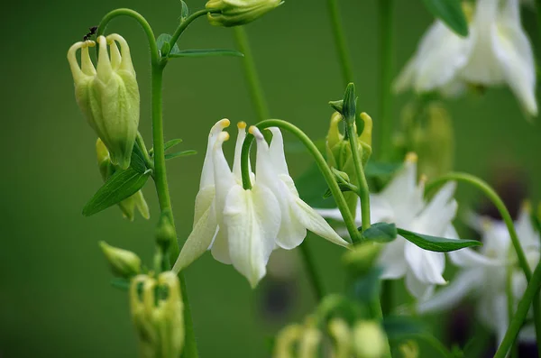 Boa alta columbine flores primavera ao ar livre crescente — Fotografia de Stock