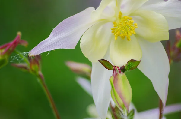 Dobré vysoké columbine květiny jarní Venkovní pěstování — Stock fotografie