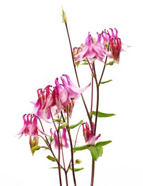 Açık büyüyen iyi yüksek columbine çiçekler bahar