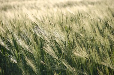 Çavdar ve buğday büyüyen 