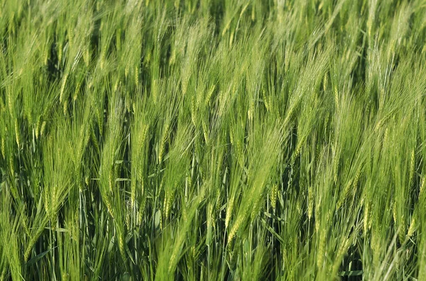 Ears of rye and wheat growing — Stock Photo, Image