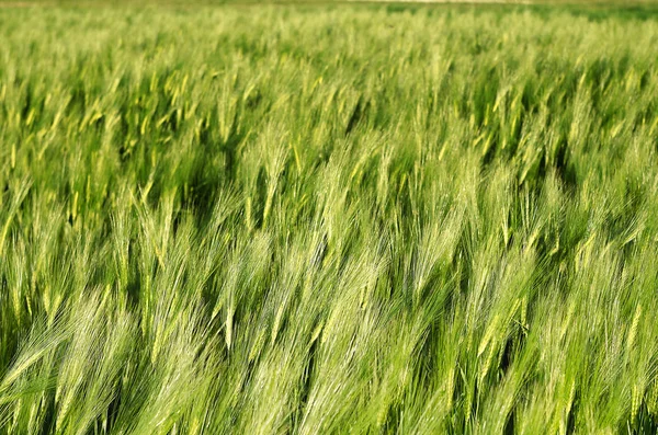 ライ麦と小麦の成長の耳 — ストック写真