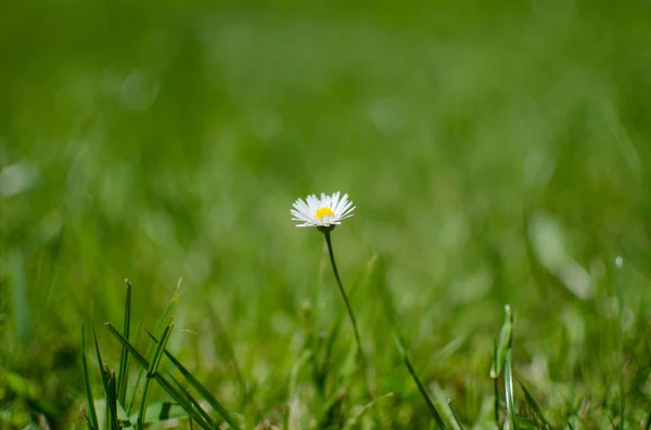 Las margaritas blancas suaves florecen en verano — Foto de Stock