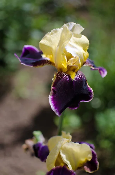 背が高く、大きな花菖蒲アウトドア — ストック写真