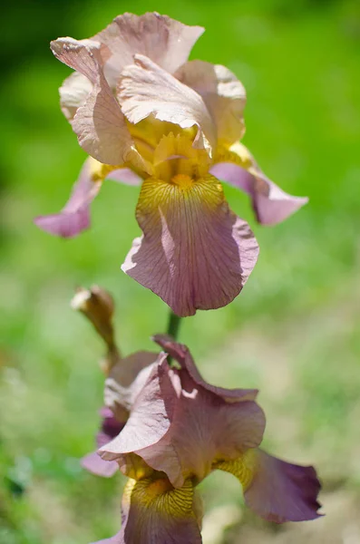 背が高く、大きな花菖蒲アウトドア — ストック写真