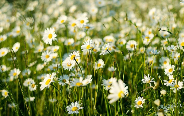 Weiche weiße Gänseblümchen blühen im Sommer — Stockfoto