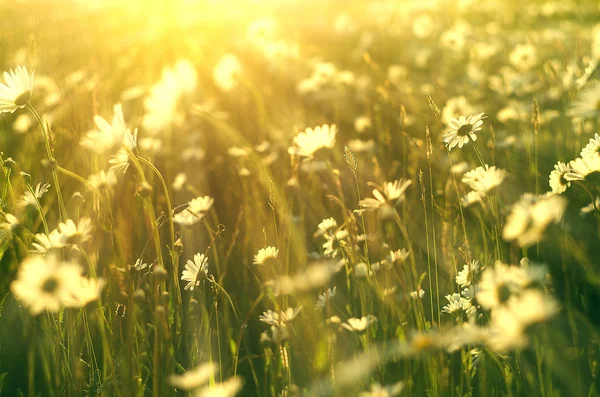 Las margaritas blancas suaves florecen en verano — Foto de Stock